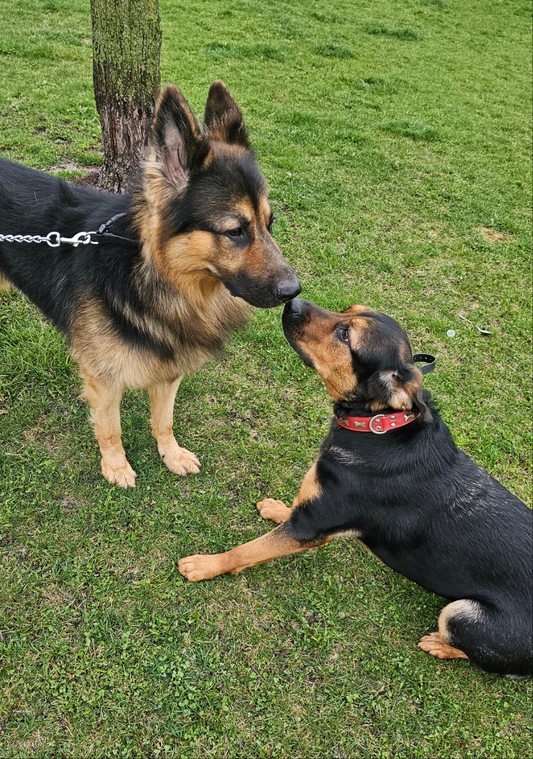 Dog Socialization Introduction