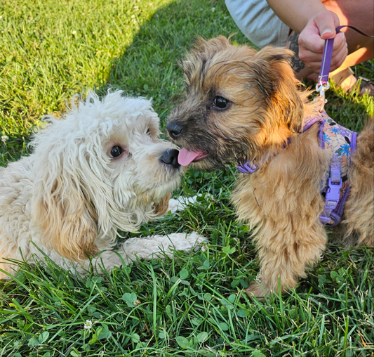 Dog Socialization Level 1 | Safe One-on-One Playdate