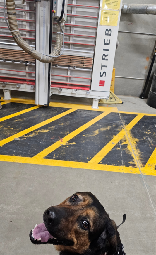 Dog Socialization Level 2 | Advanced Confidence-Building Sessions